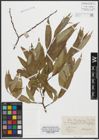 Foto von Salix russelliana Sm.
